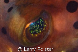 Lightning eye, Burr fish, Curacao by Larry Polster 
